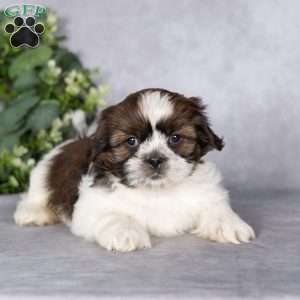 Captain, Shih Tzu Puppy